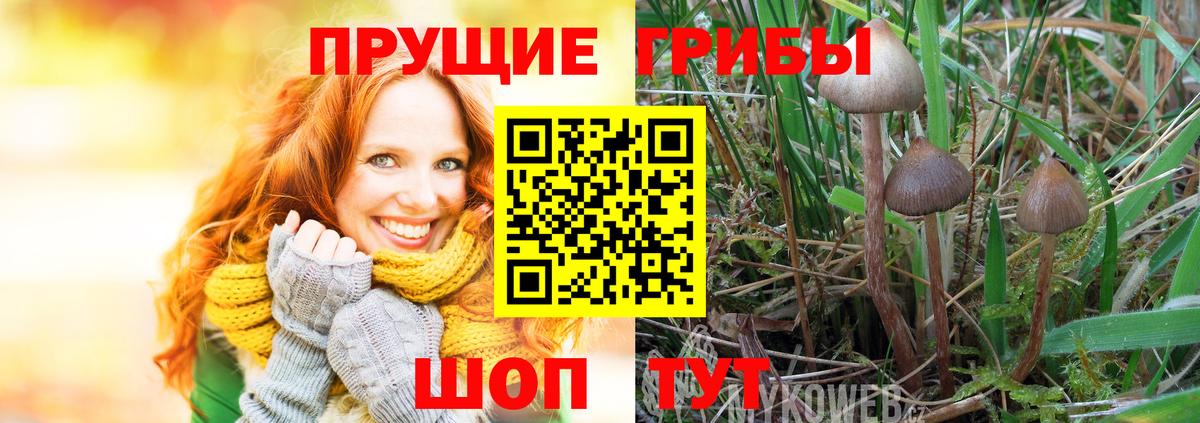 Галлюциногенные грибы мицелий  Псилоцибиновые грибы Psilocybe  Вход с VPN  Северобайкальск 