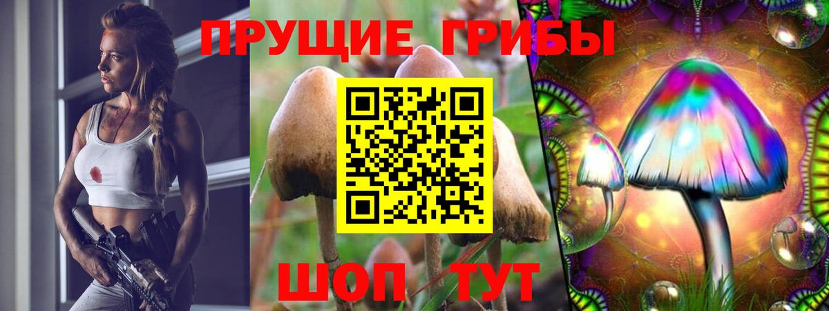 Псилоцибиновые грибы Psilocybe Северобайкальск